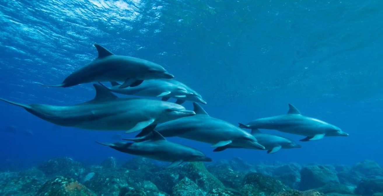 Delfini